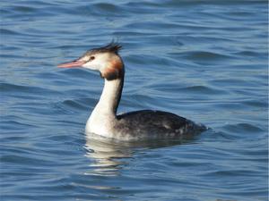 カンムリカイツブリ