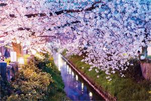 さくらうぃーく写真