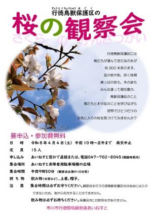 行徳鳥獣保護区の桜の観察会のポスターの画像 観察会の概要や申し込み方法、持ち物や注意事項などが書かれています。