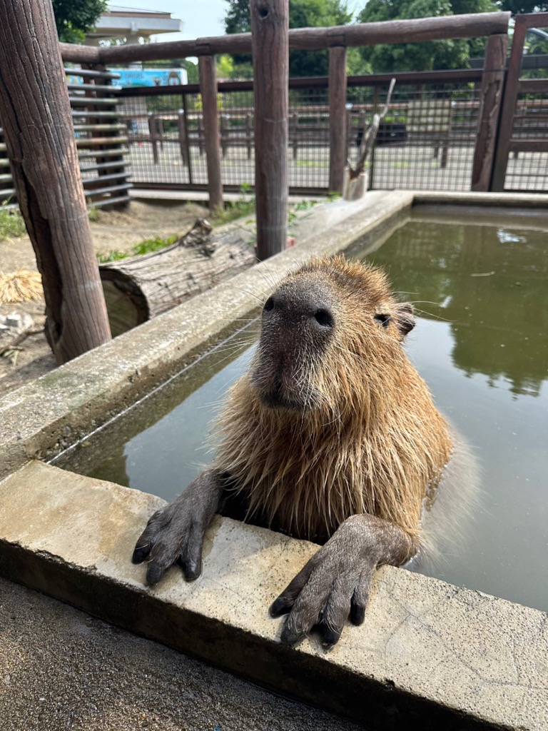 去年の夏、人間のように水につかるイチョウ