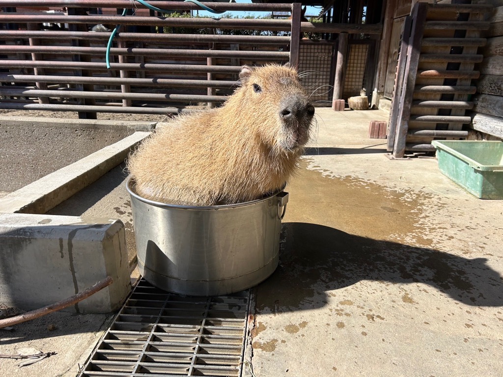 桶に入って水浴びをするイチョウ