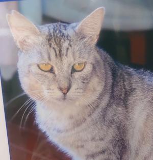 シーザーの画像