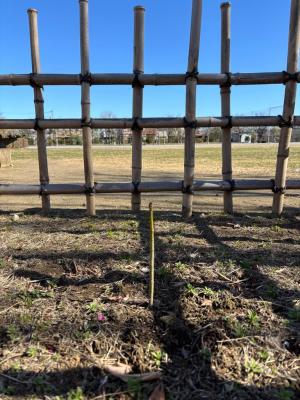 写真：アオギリとその囲いが写っている