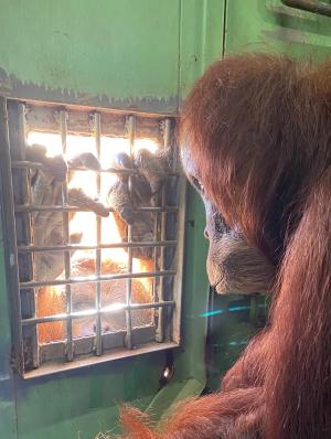 イーバンを見つめるウラン