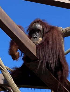 放飼場でのんびりと過ごすウラン