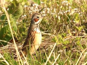 ホオアカの写真