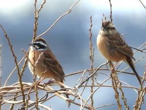 ホオジロの画像