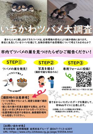 いちかわツバメ大調査チラシ
