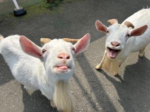 シバヤギの姉妹ナツコ（左）とコハル（右）