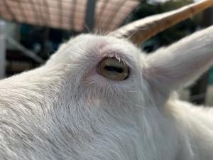 ヤギの横に細長い瞳