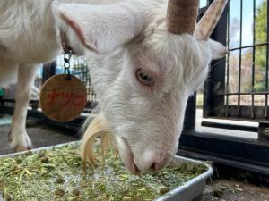 下を向いたシバヤギのナツコ