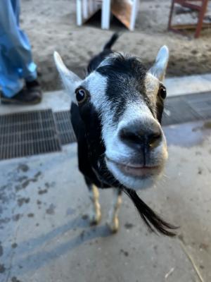 暗いところで瞳孔が大きくなるトカラヤギのかりん