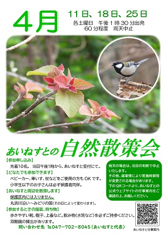 令和8年4月の自然散策会のポスターです。日時や持ち物、開始時間、申込方法が記載されています。