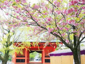 やえざくらがぞう