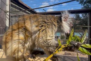 屋上で葉っぱを食べるグミ♀