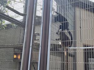 マサラチャイもグミちゃんが気になる