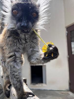 タンポポ食べるグミ