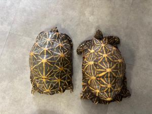 2匹の甲羅の比較