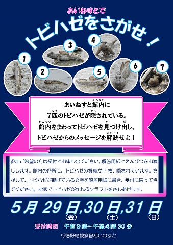 あいねすとでトビハゼをさがせ！　ポスター画像　7匹のとびはぜの写真　5月29日、30日、31日
