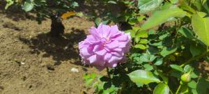 ローズいちかわの写真です。