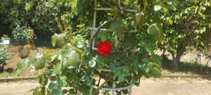 焔の波の写真です。