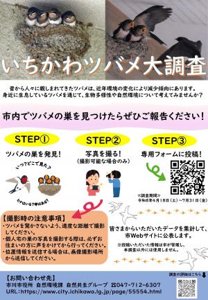 いちかわツバメ大調査チラシ