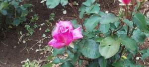 芳純の写真