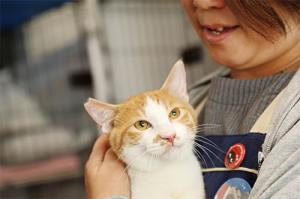 地域の猫
