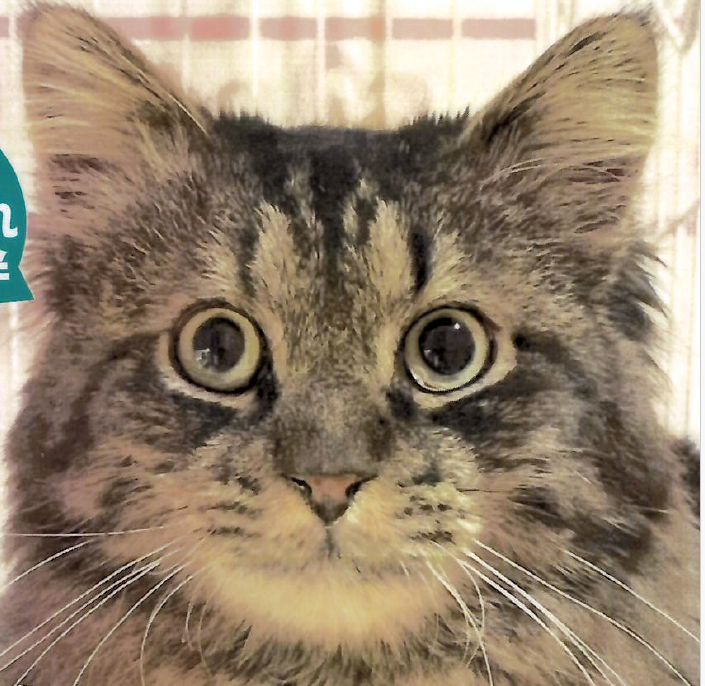 アポロンの画像