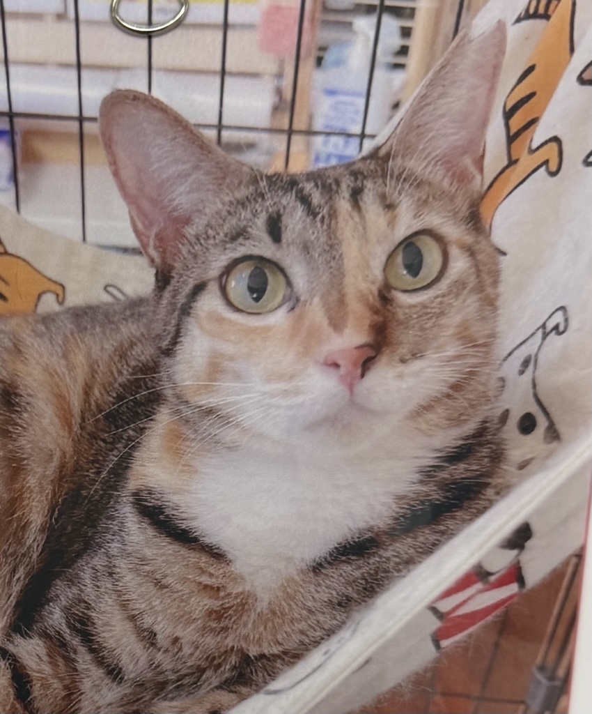 キタちゃんの画像