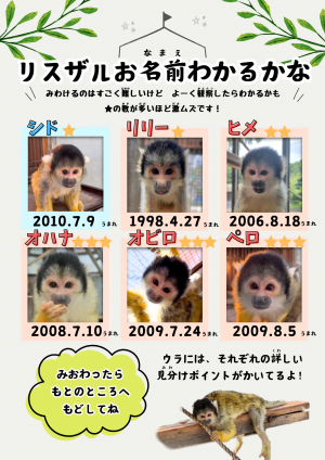当園で会えるリスザルたちの見分け表