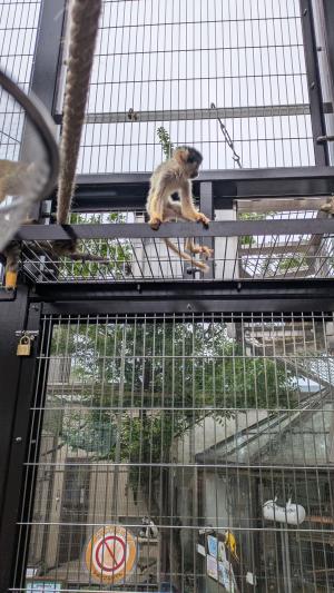 おさるーむに初めて足を踏み入れたリリー