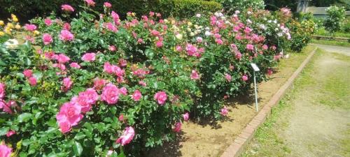 芳純の写真