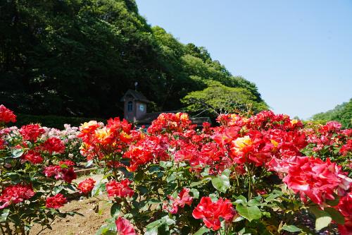 チャールストンの写真