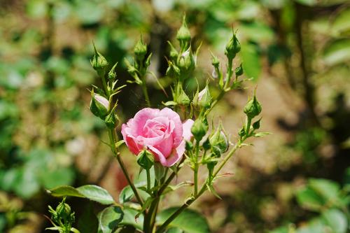 ローズいちかわの写真