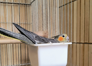 オカメインコ チーク