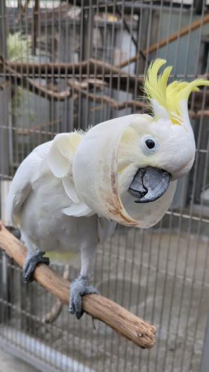 キバタン キキ
