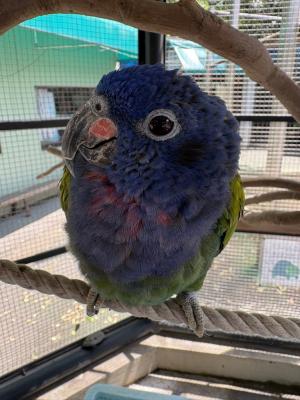 アケボノインコ ハル