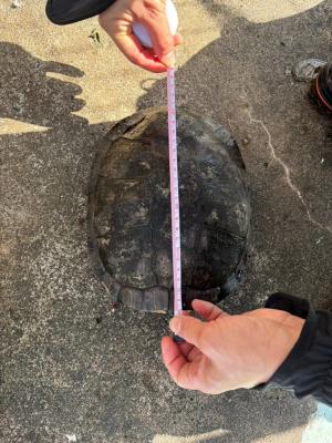 甲羅の大きさの測定