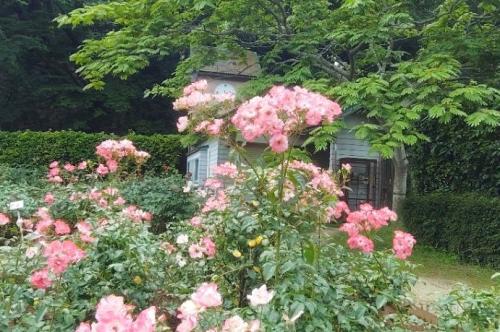花霞の写真