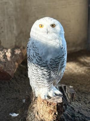 シロフクロウ シュー