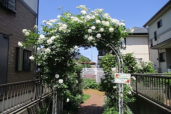 写真：武田宅の庭