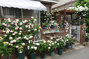 写真:三中西宅の庭