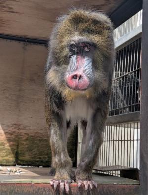 マンドリル　ジョディ♀