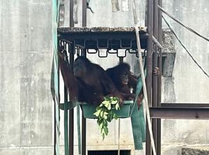 仲良くトロ船にはいるリリーとポポ