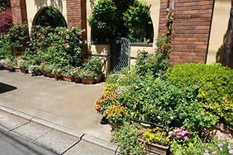 写真:西谷宅の庭