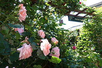 写真:皆川宅の庭