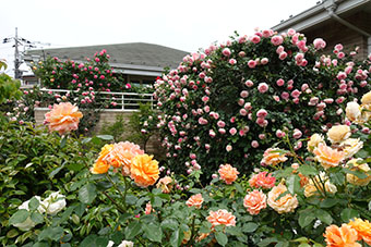 写真:風間宅の庭