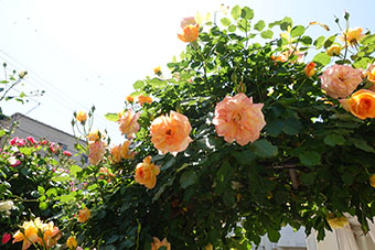 写真:新井宅の庭