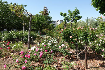 写真：行徳芝桜の会の庭